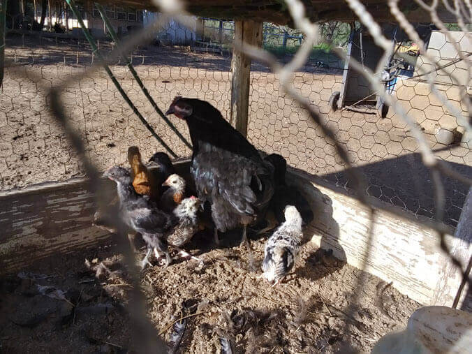 5th Round of 2024 Chicken Chicks