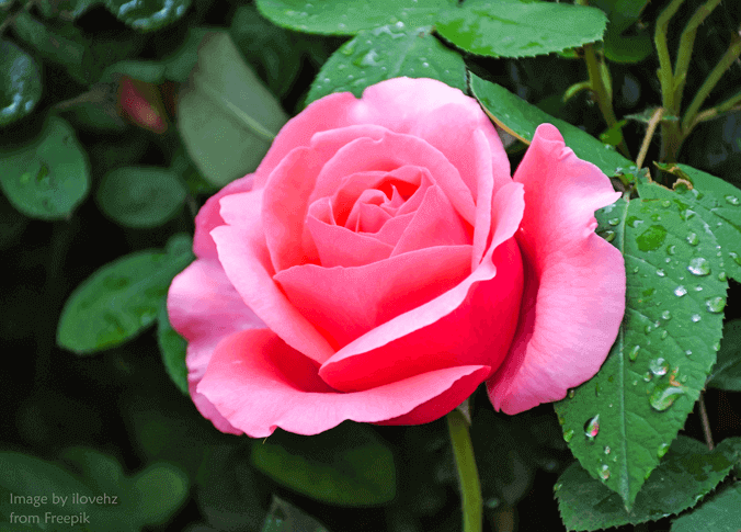 Lovely Rose