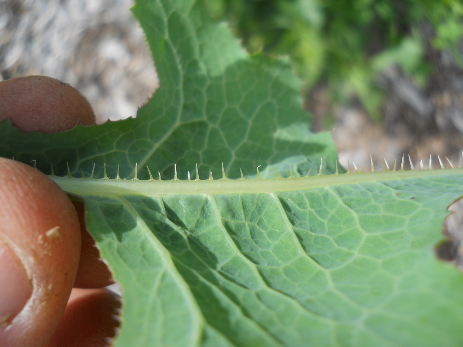 Providence s Perennial Provisions Re Id Curly Dock To Prickly Lettuce 