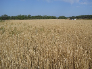 2012 Wheat Crop in May